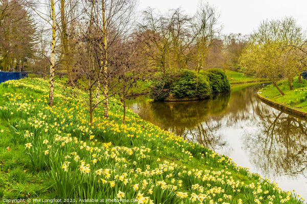 Daffodils in Sefton Park Liverpool Picture Board by Phil Longfoot