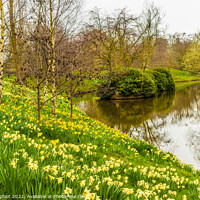 Buy canvas prints of Daffodils in Sefton Park Liverpool by Phil Longfoot