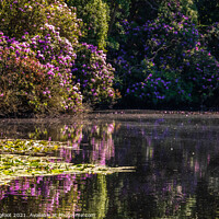 Buy canvas prints of Summer colours in Royden Park Wirral England by Phil Longfoot