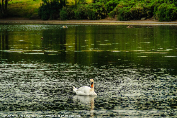 A solitary Swan  Picture Board by Phil Longfoot
