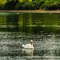 Buy canvas prints of A solitary Swan  by Phil Longfoot