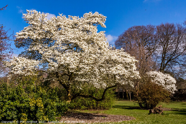 Springtime Blossom in a Liverpool park  Picture Board by Phil Longfoot