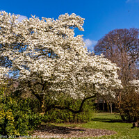 Buy canvas prints of Springtime Blossom in a Liverpool park  by Phil Longfoot