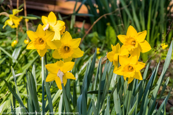 Beautiful Daffodils.  Picture Board by Phil Longfoot