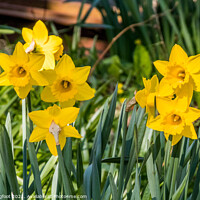 Buy canvas prints of Beautiful Daffodils.  by Phil Longfoot