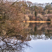 Buy canvas prints of Bassenthwaite Lake reflections  by Phil Longfoot