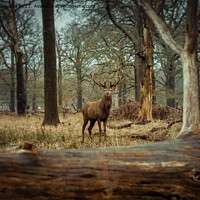 Buy canvas prints of A Red Deer in the Wild by Wojciech Jagoda