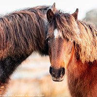 Buy canvas prints of The Dartmoor pony by Steve Lambert