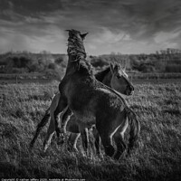 Buy canvas prints of Fighting Wild Horses by nathan jeffery
