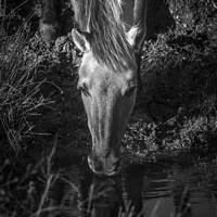 Buy canvas prints of Beautiful Wild mare quenching her first  by nathan jeffery