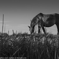 Buy canvas prints of Gorgeous Wild Horse sets the scene for a beautiful black and white sky by nathan jeffery