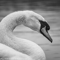 Buy canvas prints of Elegant Swan in black and white by nathan jeffery