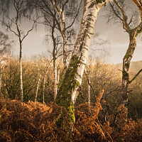 Buy canvas prints of Golden Silver birch in the morning sun by nathan jeffery