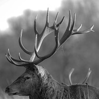 Buy canvas prints of Richmond Stag by Mark Oliver