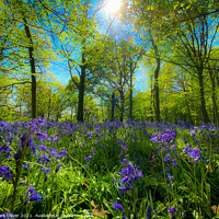 Buy canvas prints of Bluebells in Wanstead by Mark Oliver