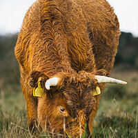 Buy canvas prints of A Brown Cow Grazing  on The Cliffs St Magrets At Cliffe  by Billy McGarry