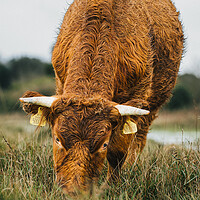 Buy canvas prints of A Brown Cow Grazing  on The Cliffs St Magrets At C by Billy McGarry