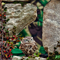 Buy canvas prints of Little Owl in a Wall by Ron Thomas