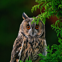 Buy canvas prints of Long Eared Owl by Ron Thomas