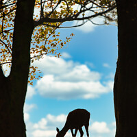 Buy canvas prints of Red Deer Hind by Ron Thomas