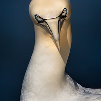 Buy canvas prints of Gannet Staring by Ron Thomas