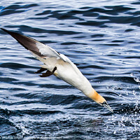 Buy canvas prints of Gannet Diving. by Ron Thomas