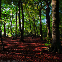 Buy canvas prints of Eastham Woods, Wirral. by Ron Thomas