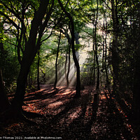 Buy canvas prints of Eastham Woods, Eastham Country Park by Ron Thomas