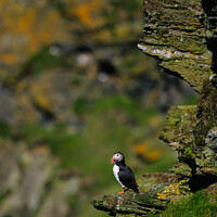 Buy canvas prints of A Puffin Sitting on a Rock Outcrop by Ron Thomas