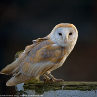 Buy canvas prints of Barn Owl by Ron Thomas