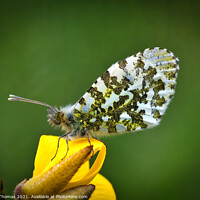 Buy canvas prints of Orange Tip Butterfly by Ron Thomas