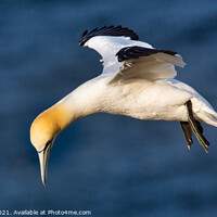 Buy canvas prints of Gannet Hovering by Ron Thomas