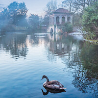 Buy canvas prints of Swan in the Lake at Birkenhead Park by Ron Thomas