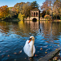 Buy canvas prints of A Swan in front of the Roman Boathouse by Ron Thomas