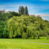 Buy canvas prints of Willow Tree, Birkenhead Park by Ron Thomas