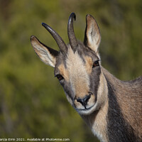Buy canvas prints of A close up of a chamois by David Garcia Eirin