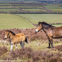 Buy canvas prints of Exmoor Pony and Foal by Jim Monk