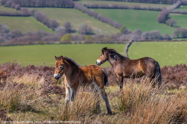 Exmoor Pony with Foal Picture Board by Jim Monk