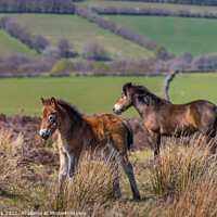 Buy canvas prints of Exmoor Pony with Foal by Jim Monk