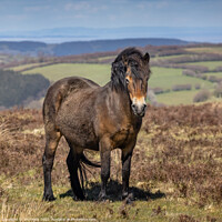 Buy canvas prints of Exmoor Pony, Somerset by Jim Monk