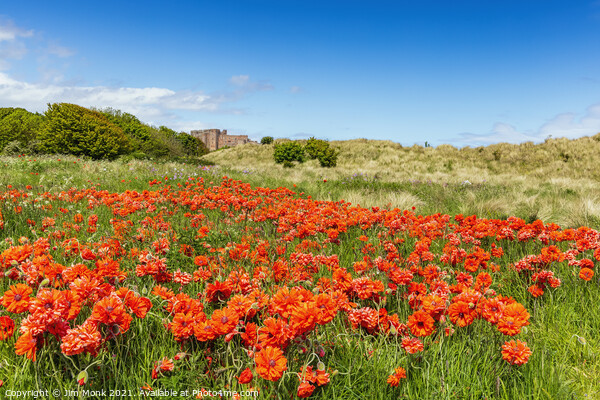 Bamburgh Poppies Picture Board by Jim Monk