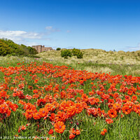 Buy canvas prints of Bamburgh Poppies by Jim Monk
