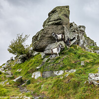 Buy canvas prints of Valley of Rocks in Devon  by Jim Monk