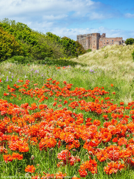 Bamburgh Poppies, Northumberland Picture Board by Jim Monk