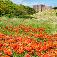 Buy canvas prints of Bamburgh Poppies, Northumberland by Jim Monk