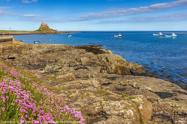 Across the harbour to Lindisfarne Castle  Picture Board by Jim Monk
