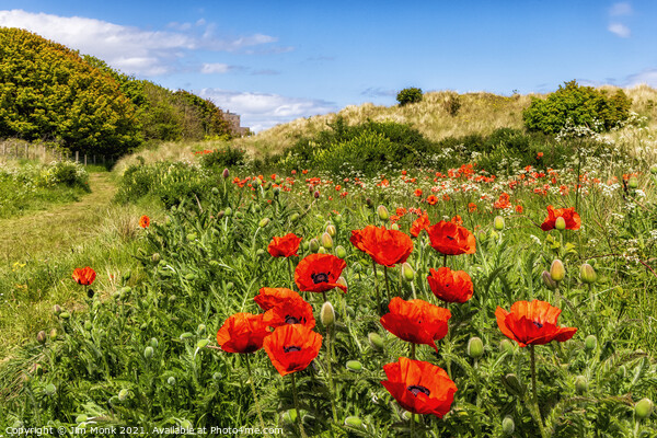 Poppies and Bamburgh Castle Picture Board by Jim Monk