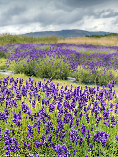 Lavender in Scotland Picture Board by Jim Monk