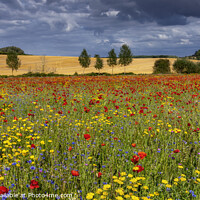 Buy canvas prints of Wild Flower Meadow by Jim Monk