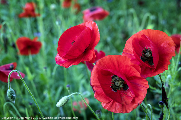 English Red Poppies Picture Board by Jim Monk
